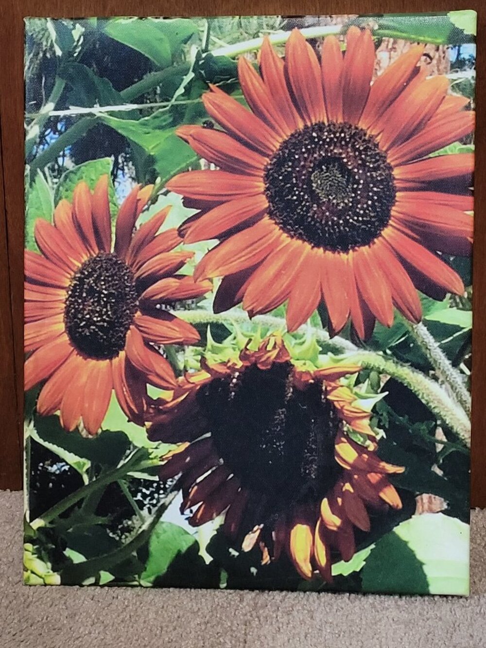 Original photo on canvas Autumn Beauty Sunflowers 11x14
